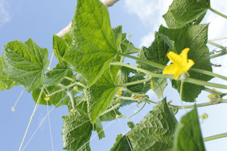 Cucumber plant with flowers and fruits growing in the garden.の写真素材