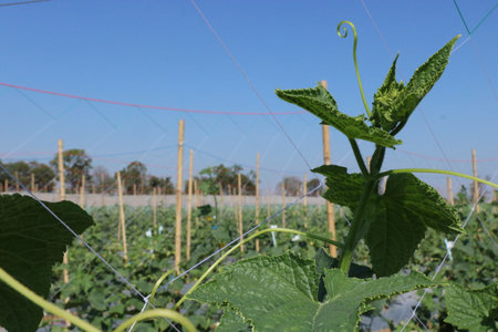 Cucumis sativus plant in the field with blue sky