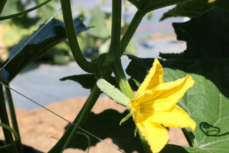 Cucumber plant with yellow flower and green leaves in the gardenの写真素材