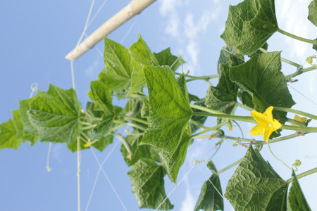 Cucumber plant with flowers and leaves growing in the garden.の写真素材