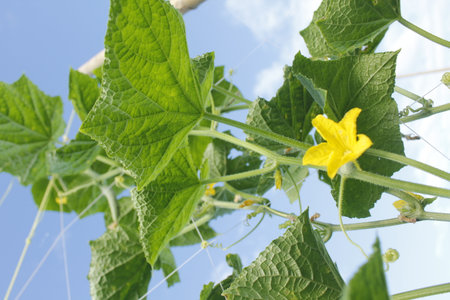 Cucumber plant with green leaves and yellow flower in the gardenの写真素材