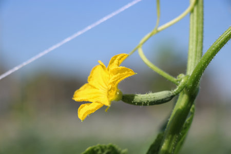 Cucumber flower growing on a cucumber plant in the gardenの写真素材