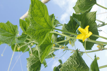 Cucumber plant with yellow flower and green leaves, growing in the gardenの写真素材