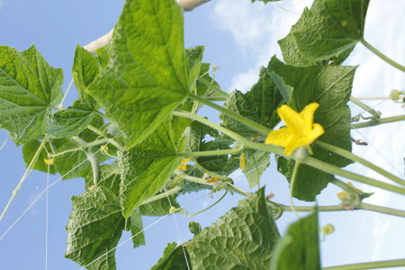 Cucumber plant in the garden with green leaves and yellow flowerの写真素材