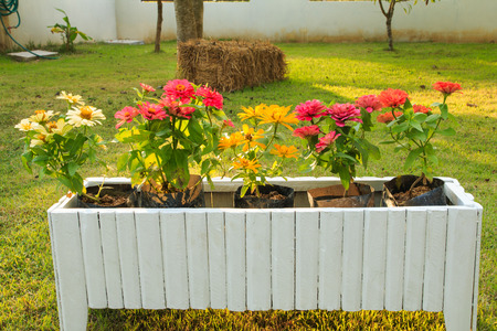 Spring colorful flower in morning,garden in background.の写真素材