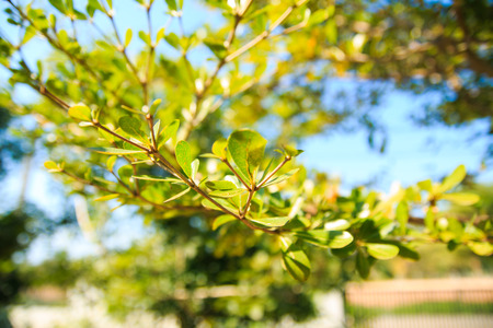 leaves in garden ,in summerの写真素材