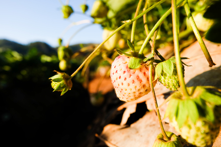 Closeup of  red strawberries with planting strawberry backgroundの写真素材