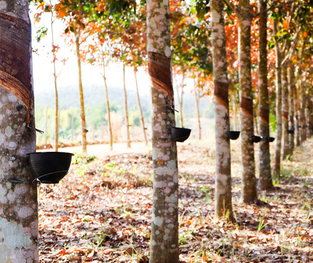 Rubber Latex of rubber trees into a bowlの写真素材