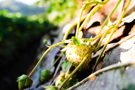 Green strawberrie  in the planting strawberry.の写真素材