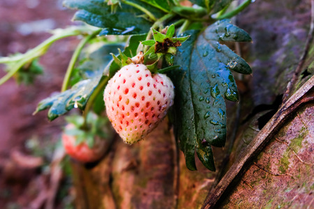 Closeup of red strawberries with planting strawberry backgroundの写真素材
