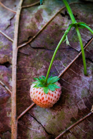 Closeup of red strawberries with planting strawberry backgroundの写真素材
