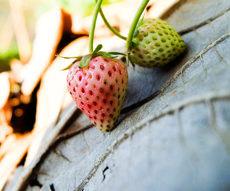 Close up  strawberrie on the branch with Planting strawberry backgroundの写真素材