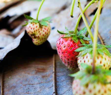 Close up strawberrie on the branch with planting strawberry backgroundの写真素材