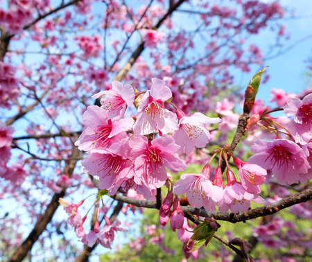 Close up Spring Sakura Cherry Blossom with blue skyの写真素材