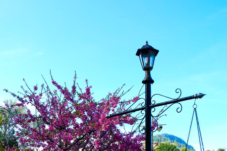 Street Lights with Sakura Cherry Blossom in a Flower garden.の写真素材