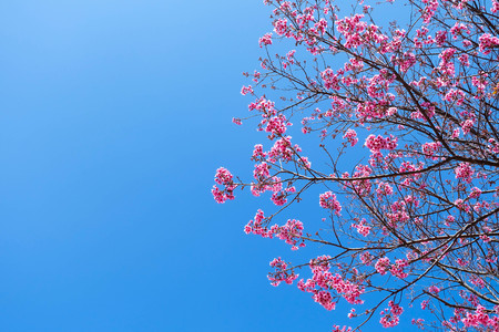 beautiful Sakura cherry Blossom with blue sky