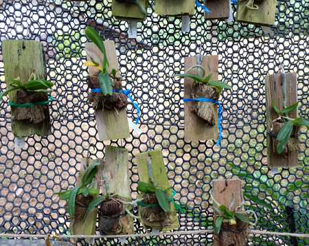 Plant hanging in gardenの写真素材