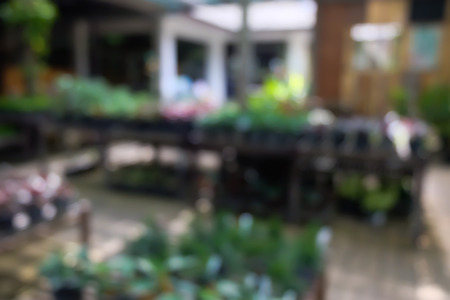 Blurred plant in greenhouse in summerの写真素材