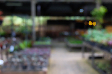 Blurred plant in greenhouse in summerの写真素材
