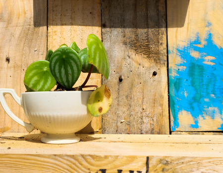 Plant planted in coffee cup.の写真素材