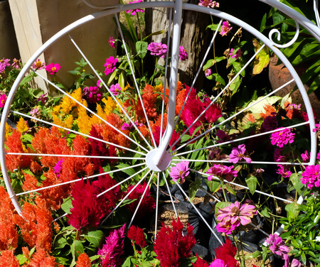 bicycle in flowers gardenの写真素材