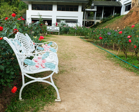 White bench and rose flower  in rose garden in the morningのeditorial素材