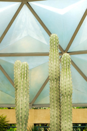 Cactus in garden ,SUANLUANG RAMA IX,Bangkok,Thailandの写真素材