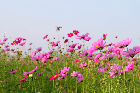 Pink Cosmos flowers with skyの写真素材