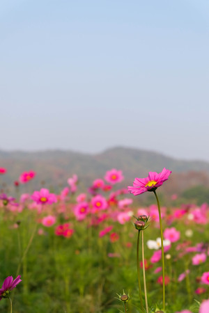 Pink Cosmos flowers with skyの写真素材