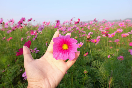 Pink Cosmos flowers in handの写真素材