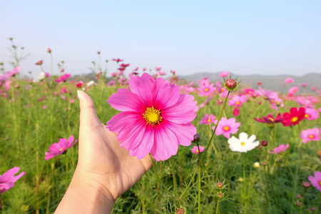 Pink Cosmos flowers in handの写真素材