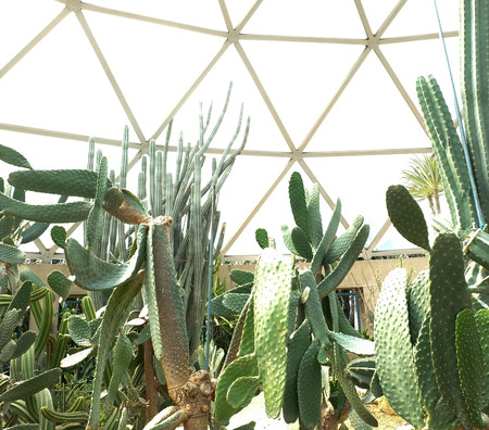 Cactus in garden ,SUANLUANG RAMA IX,Bangkok,Thailandのeditorial素材