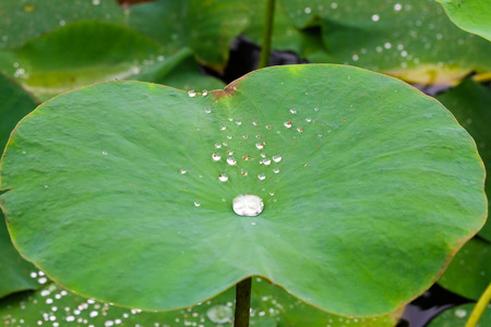 Green lily pad leaves in a pond.の写真素材