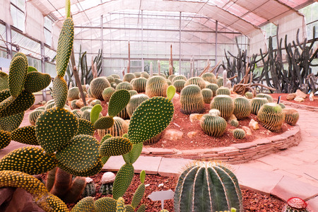 cactus in desert ,cactus garden.の写真素材