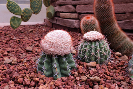 cactus in desert ,cactus garden.