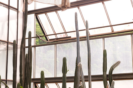 Cactus plant in  garden.の写真素材