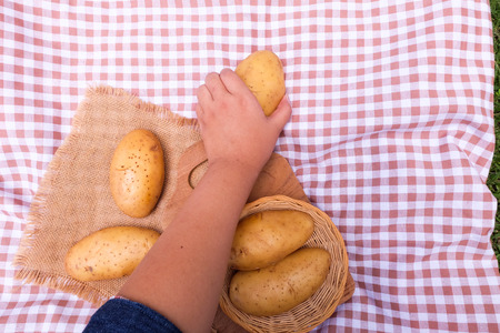 Raw potato food in Women hand.の写真素材