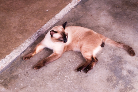 Brown cat sleeping on floor.の写真素材