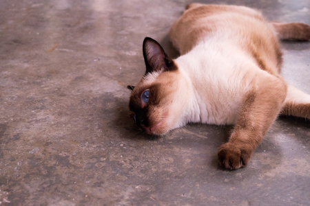 Brown cat sleeping on floor.の写真素材
