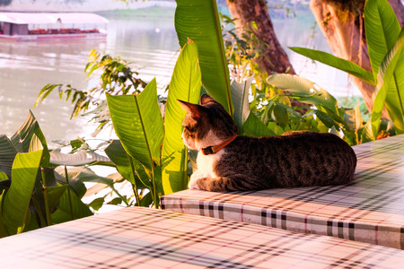 beautiful brown cat in the garden.の写真素材