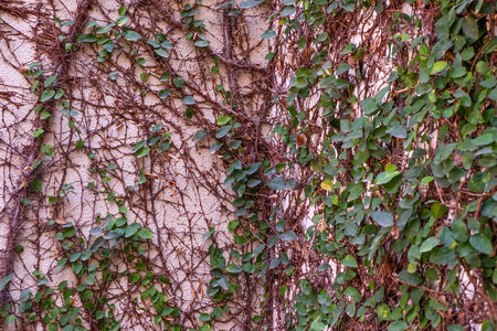 Close up of  or ivy growing on the wall for abstract background.