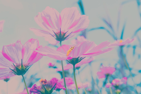 cosmos flowers in the gardenの写真素材