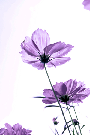 cosmos flowers in the gardenの写真素材