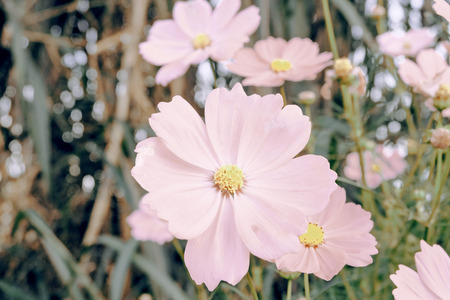 cosmos flowers in the gardenの写真素材