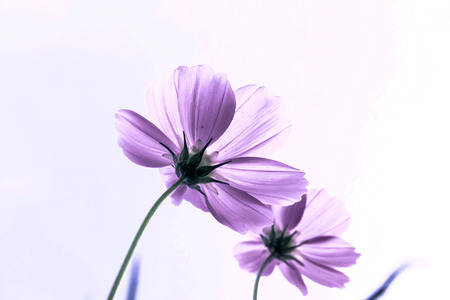 cosmos flowers in the gardenの写真素材