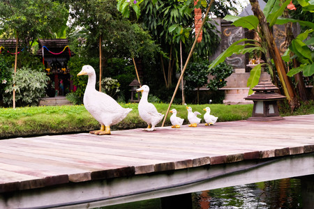 Duck doll in the garden.の写真素材