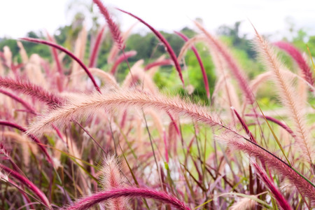 Naturally beautiful flowers in the garden.の写真素材