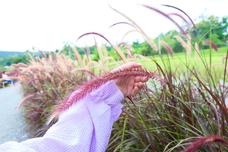 Beautiful grass flower with sunlight.の写真素材