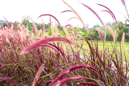 Beautiful grass flower with sunlight.の写真素材