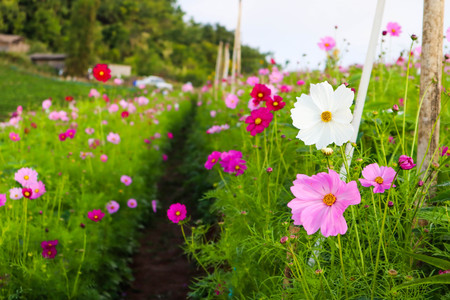 Beautiful cosmos flower blooming in garden.の写真素材